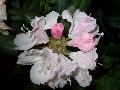 Charles Loomis Rhododendron / Rhododendron x 
